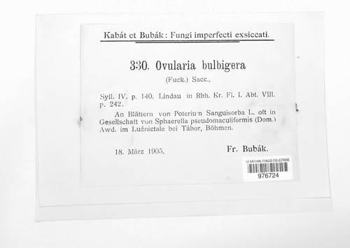 Phacellium bulbigerum image